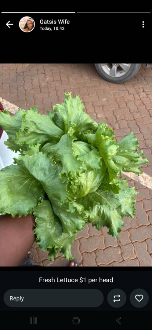 Lettuce