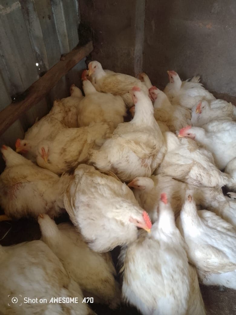 Chickens