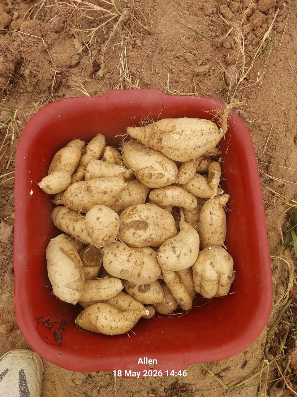 Sweet Potatoes