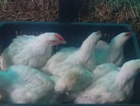 Chickens