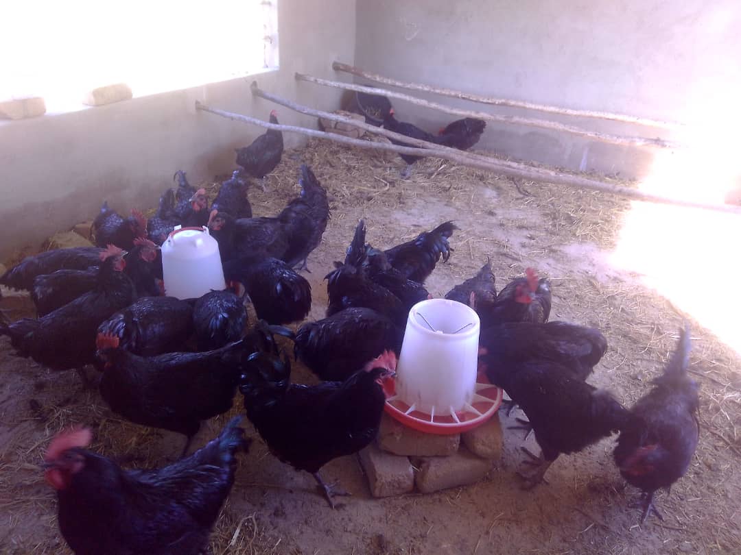 Chickens