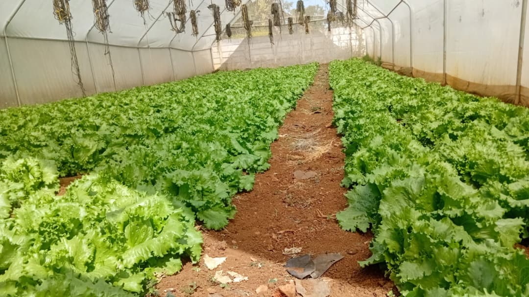 Lettuce