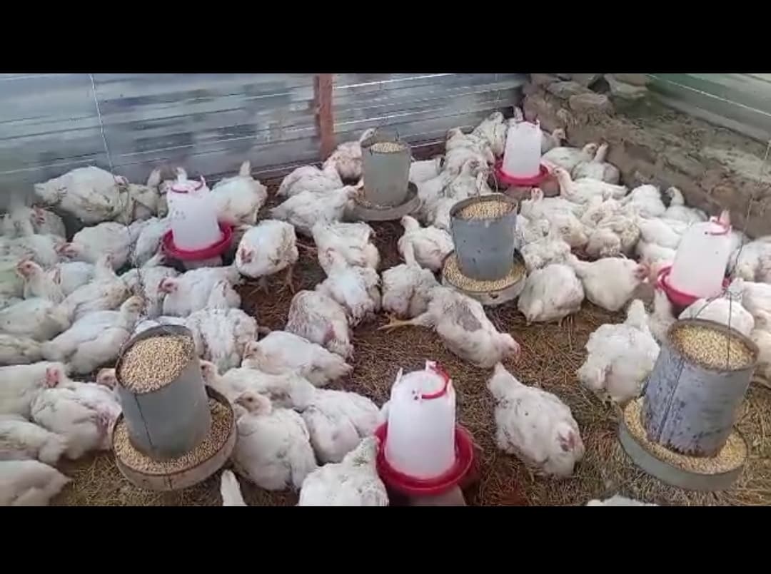 Chickens