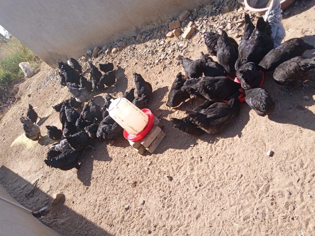 Chickens