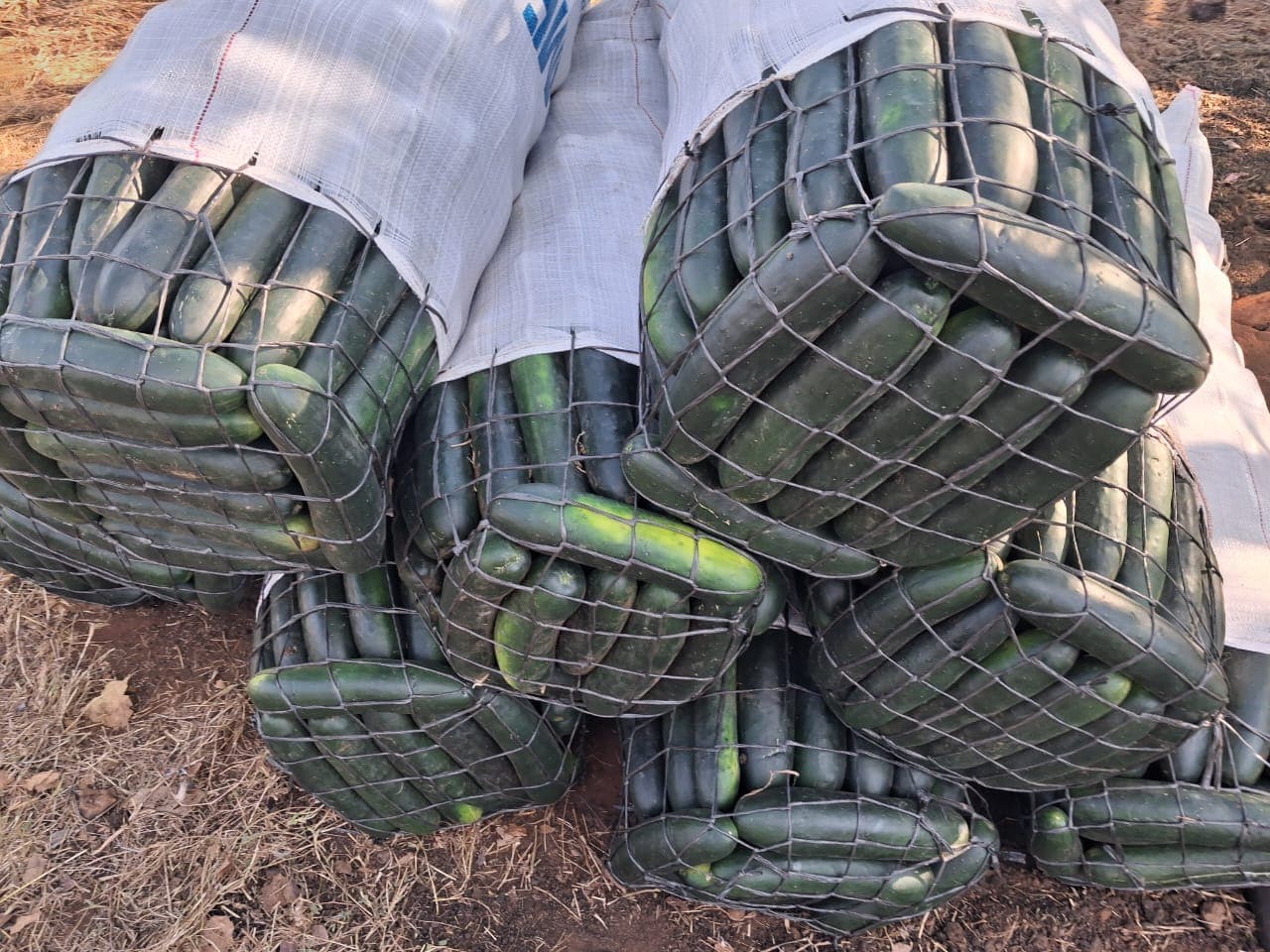 Cucumbers