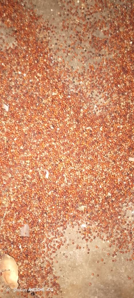 Rapoko/rukweza