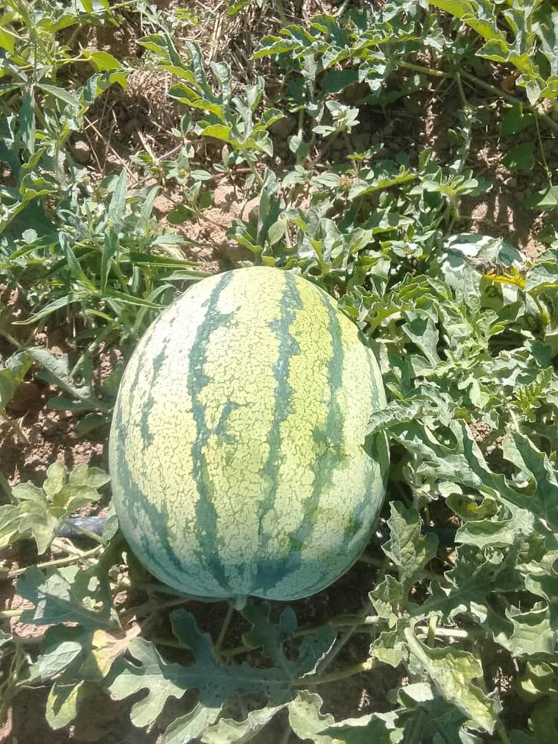 Watermelons