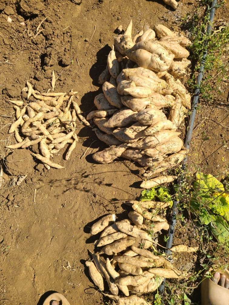 Sweet Potatoes