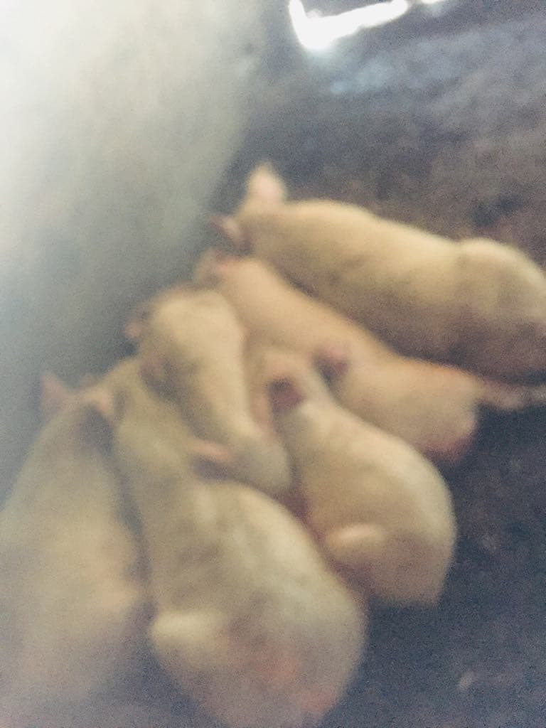 Pigs