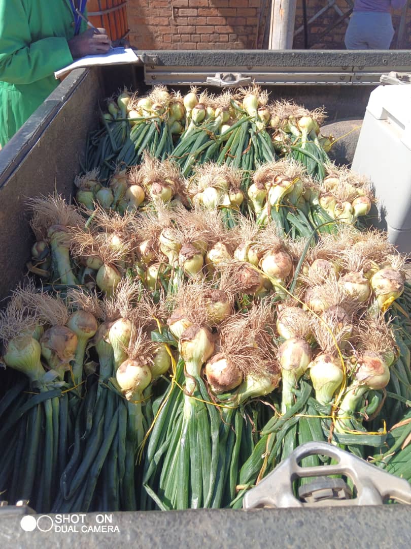Hanyanisi