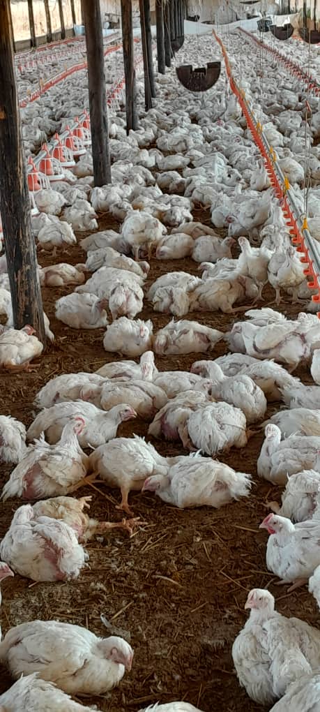Chickens