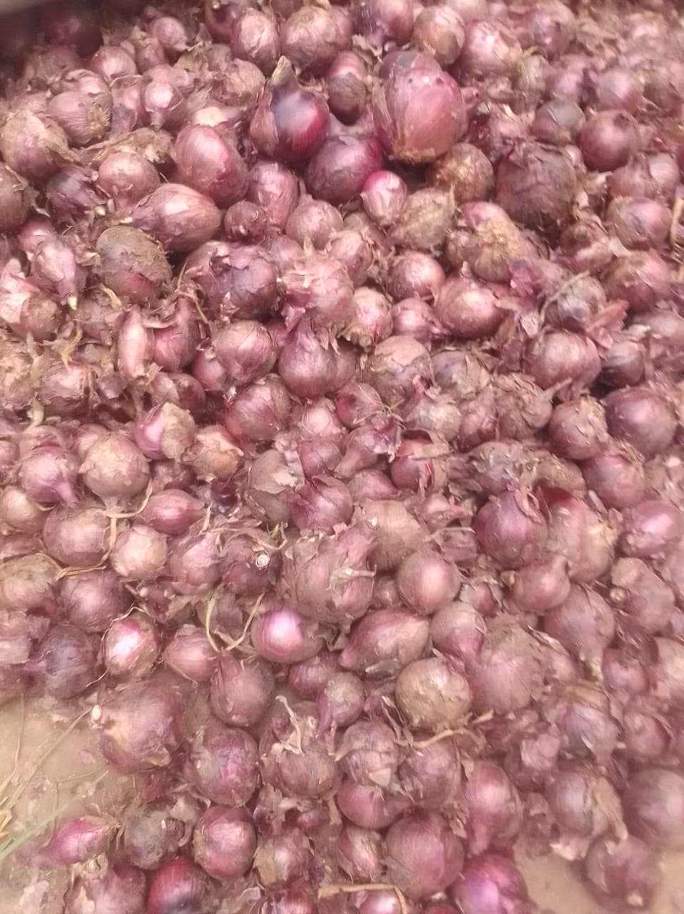 Hanyanisi