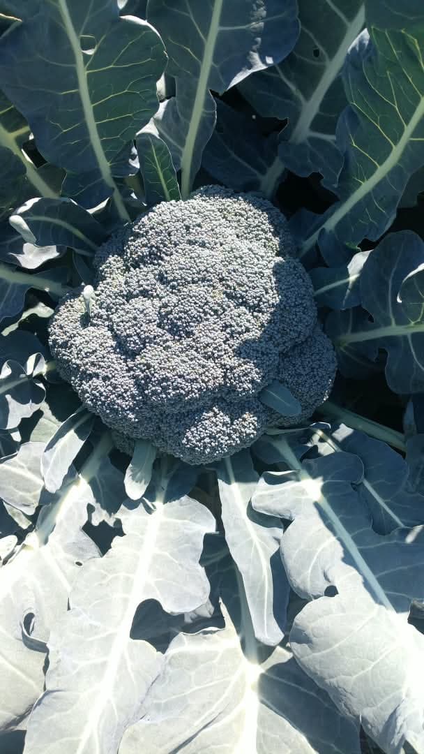 Broccoli