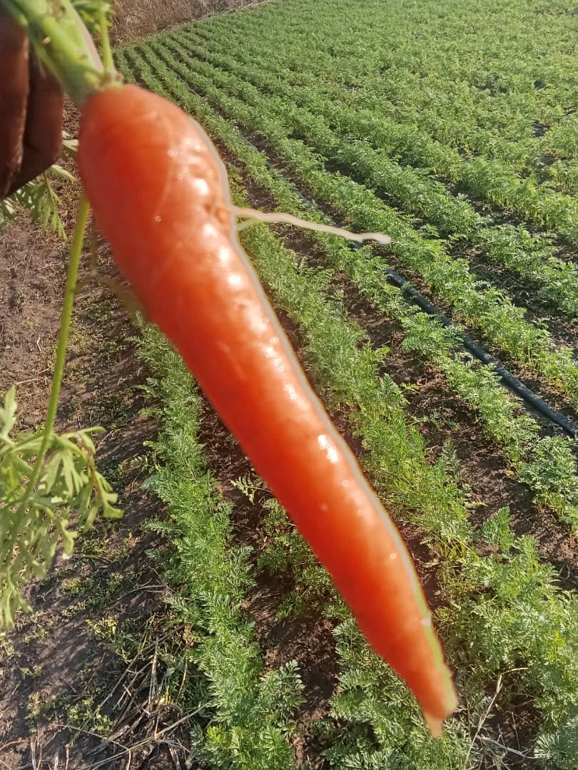 Carrots