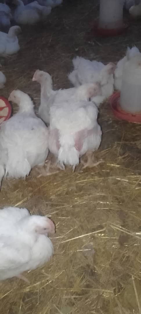Chickens