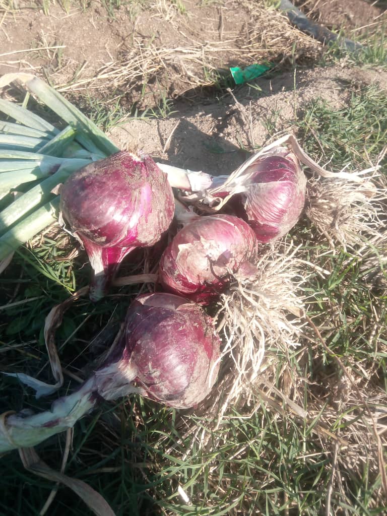 Onions