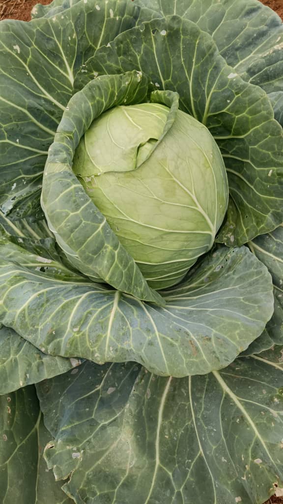 Cabbage
