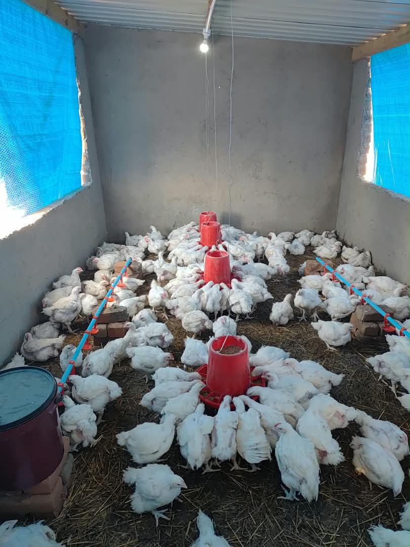 Chickens