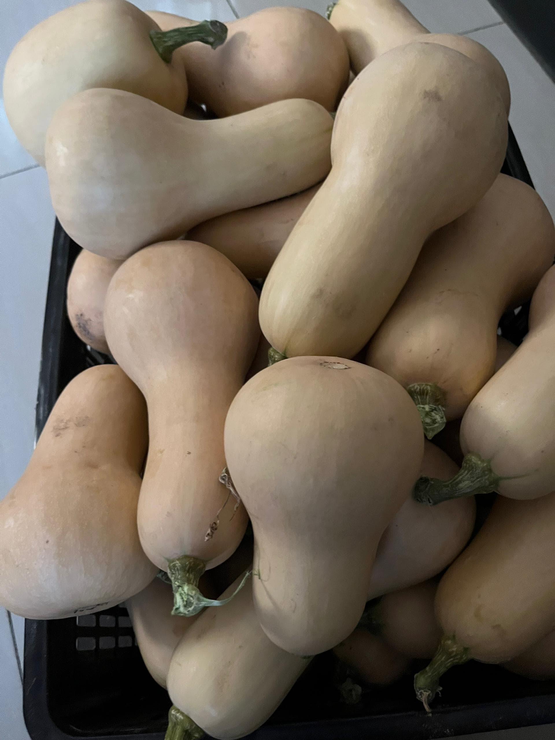 Buterdnuts Buy Butternuts in Zimbabwe | goveranAI